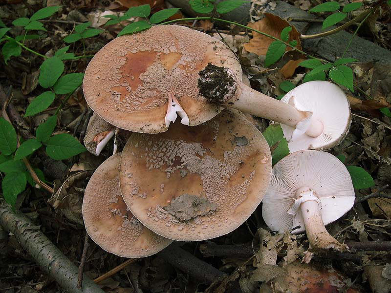 Amanita rubescens